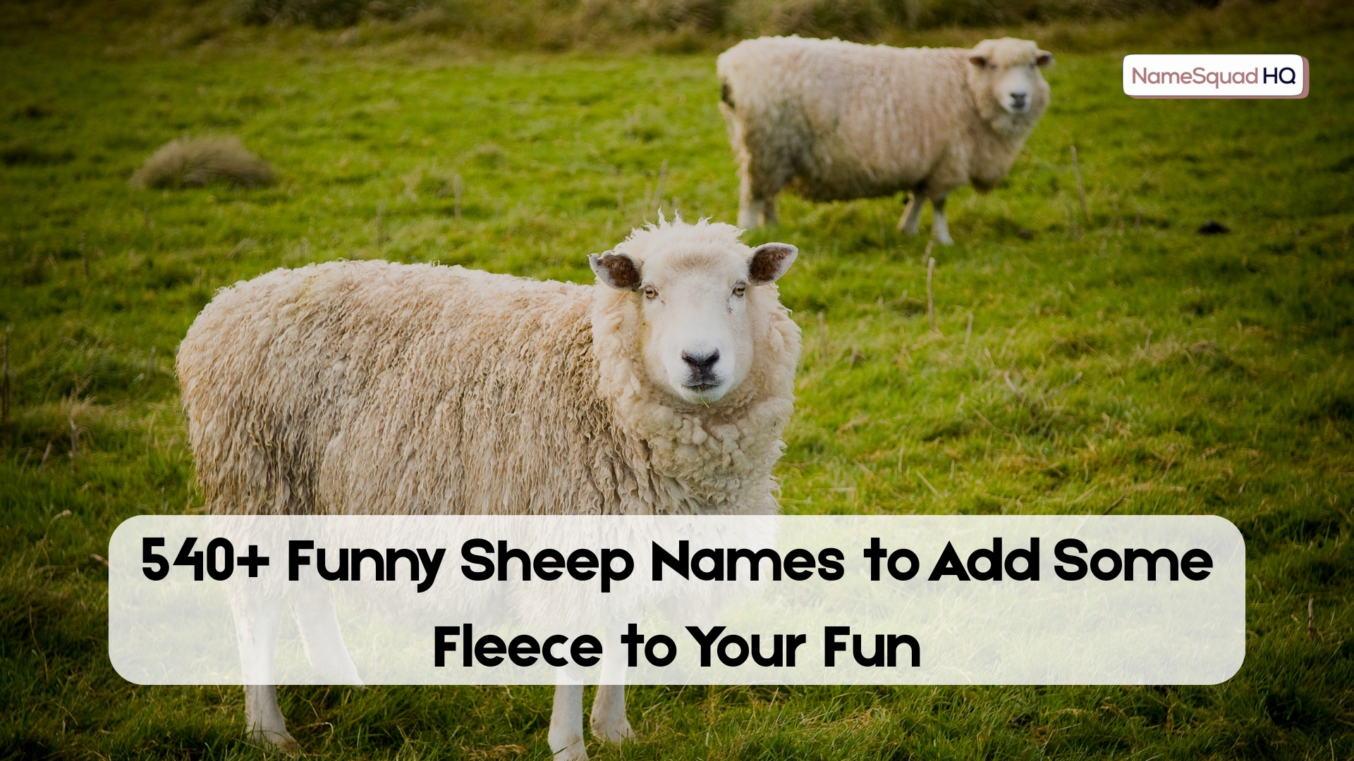 540+ Funny Sheep Names to Add Some Fleece to Your Fun