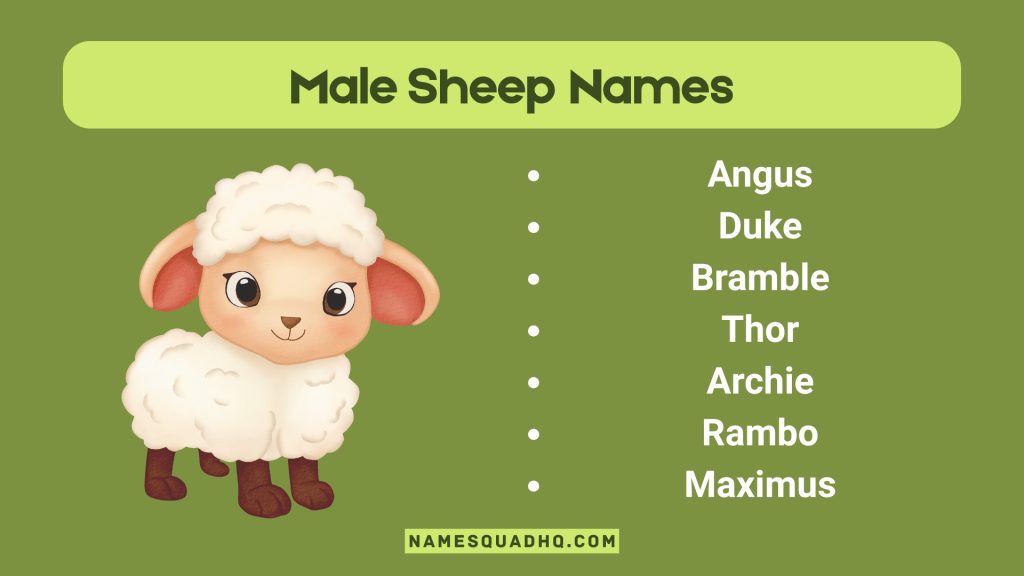 Male Sheep Names